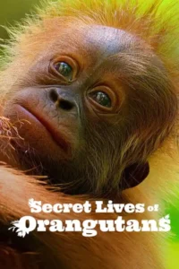 secret lives of orangutans 2024